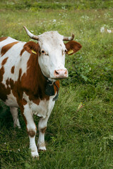 Portrait of red and white cow on a blurred green natural background. White cow with red spots. Cattle and farming concepts.