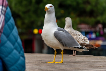 Close-up view of seagull in Istanbul city, Turkey.