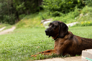 the dog lies in the shade on the lush green grass. She looks relaxed and content, enjoying the tranquility and beauty of the surrounding landscape. The surrounding area is beautiful: thick grass, perh