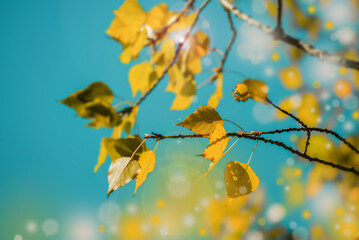 Beautiful autumn background of yellow leaves on birch branches artistic bokeh effects and glare of white and yellow spots from sunlight.