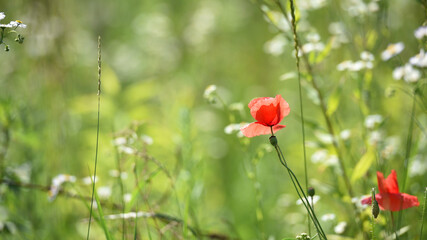red poppy on a green background. big beautiful poppy flower on a blurred background, flower in the grass, green and red, floral design, nature close-up, bokeh. space for text