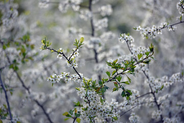 Twig of flowering blackthorn, Prunus spinosa, in spring. white flowers, natural floral background. delicate spring flowers, close-up. spring natural background, flowering tree