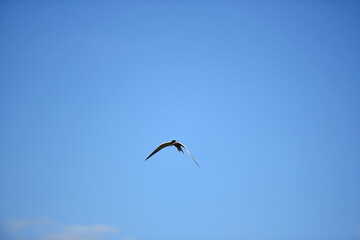 Obraz premium Larus. gull, bird in flight. Lesser Black-backed Gull Larus fuscus, summer time, bird in flight. isolated against blue clear sky. free flight. sea bird