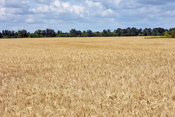 spikelets of golden wheat in the field. Ripe big golden ears of wheat on a yellow background of the field. nature. The idea of a rich summer harvest, agriculture, agro-industrial complex for food.