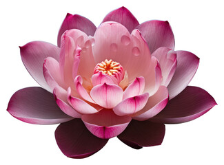 PNG Blossom flower petal plant.