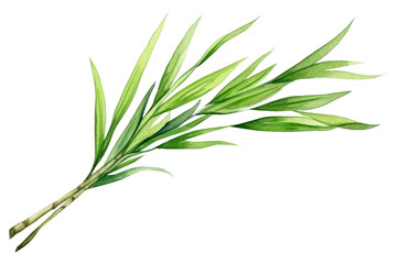 Fototapeta premium PNG Plant herbs leaf freshness.