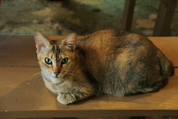 Beautiful cat portrait.