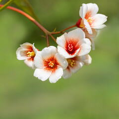 Fototapeta premium Close-up white Tung tree flower blooms. Aleurites Fordii Airy Shaw or Vernicia fordii, usually known as the tung or tung oil tree in spring. Delightful white-orange inflorescences on a blurred