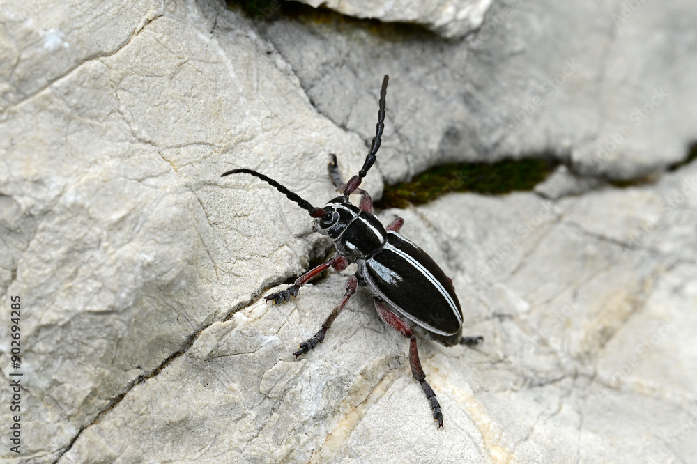 Poster Erd-Bockkäfer, Erdbock, Sand-Erdbock  (Dorcadion arenarium) - Blidinje Naturpark, Bosnien-Herzegowina