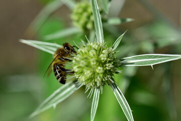 Biene auf einer Feld-Mannstreu-Blüte