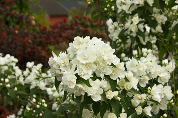 White jasmine flowers in close-up. A blooming jasmine bush.