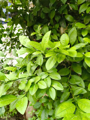 green leaves in the garden