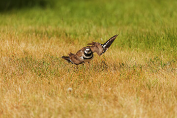 The killdeer (Charadrius vociferus)  The killdeer is a large plover found in the Americas.