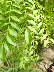 green leaves background