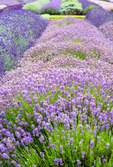 Rows Of Cotswold Lavendar At Snowshill, Worcestershire