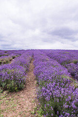 Obraz premium Rows Of Cotswold Lavendar At Snowshill, Worcestershire