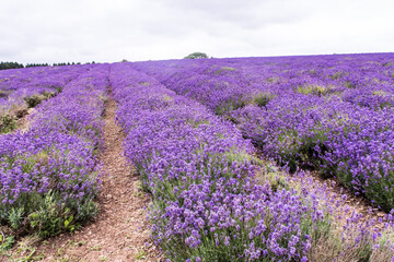 Fototapeta premium Rows Of Cotswold Lavendar At Snowshill, Worcestershire