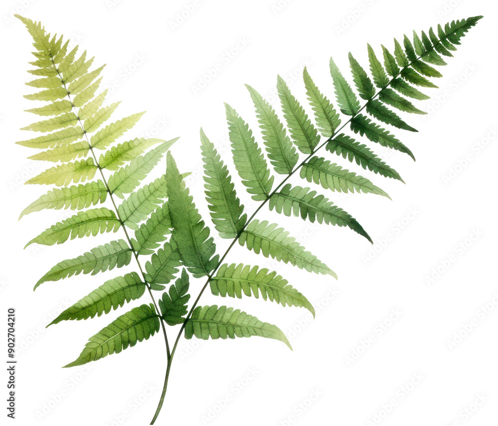 Canvas Prints PNG Plant fern leaf freshness.