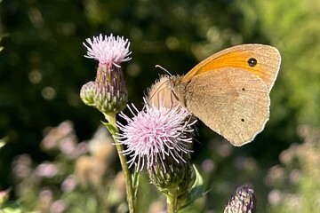 butterfly on flower