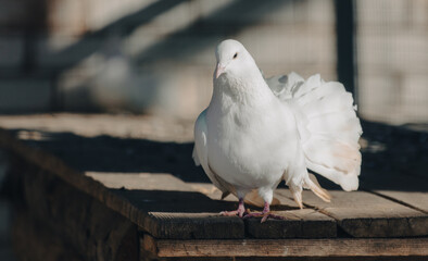 Portrait of a white dove on a farm
