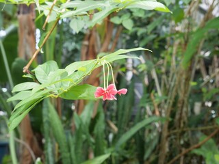 温室で咲いているシクンシ