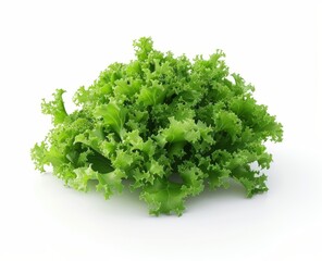 Fototapeta premium Fresh Green Curly Lettuce Isolated on White Background