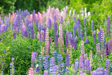Obraz premium Lupine flowers in nature. Close-up