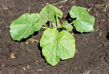 Pumpkin plants in the ground in the garden