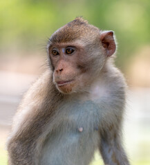 Monkey outdoors in a tropical park