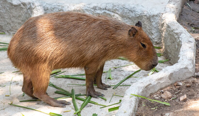 Portrait of a capybara in the zoo
