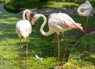 Pink flamingo birds in the park