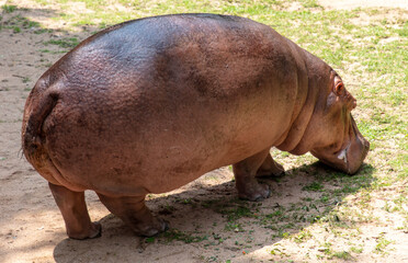 Portrait of a hippopotamus in the zoo