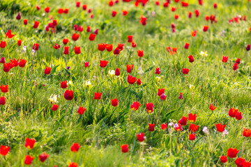 Field with red tulips in the steppe in spring as a background