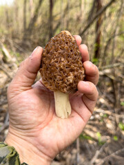 Morel mushroom in hand in nature