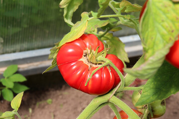 Ripe red large tomato on a branch in a greenhouse. Harvesting, horizontal photo, close-up