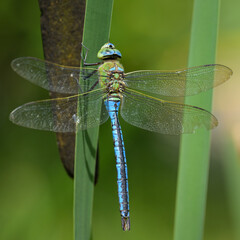 An emperor dragonfly resting on a plant