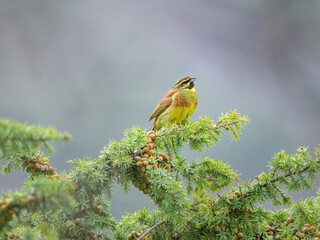 A Cirl Bunting sitting on a green bush