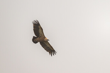 Obraz premium One griffon vulture flying in front of grey sky