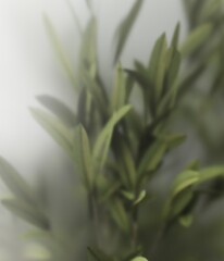 Minimalist 3D rendering of exotic foliage with frosted glass, ideal for a nature-themed poster or wallpaper.