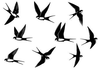 Fototapeta premium set of silhouettes of birds, silhouette of swallow 