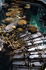Clear azure water among rocks in the artificial exhibition of the Lisbon Oceanarium. A corner of tropical aquatic nature in the oceanarium.