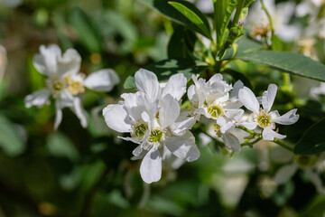 Exochorda racemosa Snow Mountain white flowering shrub, ornamental plant in bloom, green leaves on...