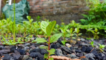 Photograph of young green plant growing at sunlight in the garden.