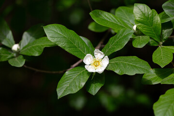 flowers and leaves of the Japanese loquat tree, eriobotrya japonica