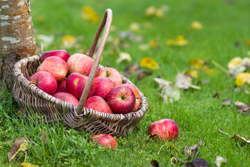 fresh apples in a basket in a garden