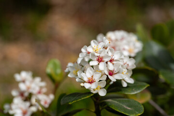 Rhaphiolepis umbellata blooms in the garden in spring. Amazing white flowers with colorful yellow and red stamens.