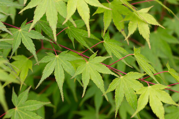 Seiryu Japanese Maple - Latin name - Acer palmatum Seiryu, natural green leafy background copispace