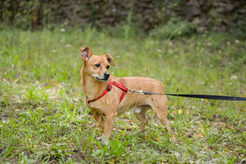 Light orange toy terrier dog looking sadly into the distance, dog walk.