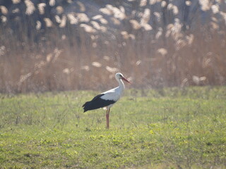 Stork bird walks in a meadow in early spring