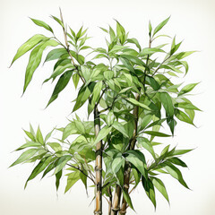 Obraz premium Watercolor Bamboo, clipart Illustration, Generative Ai